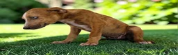 Catahoula Leopard Dog dogs for sale: Tigger 2026 Female 1 - Ad 3