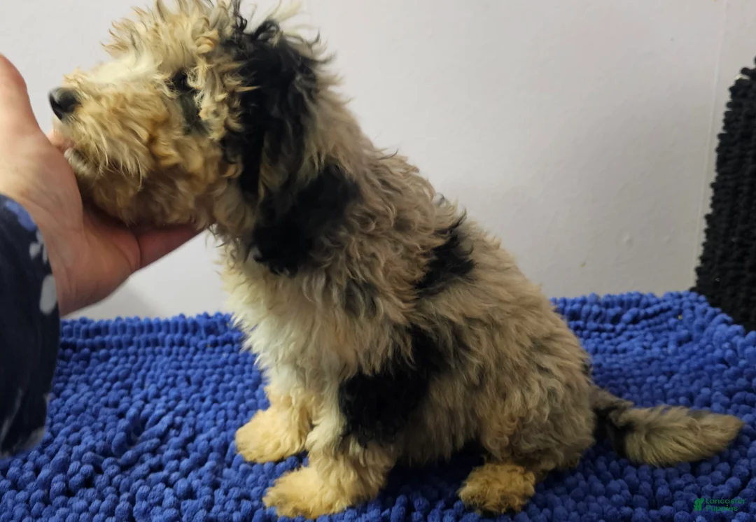 Sheepadoodle dogs for sale: Black collar boy Sheepadoodle  - Ad 6