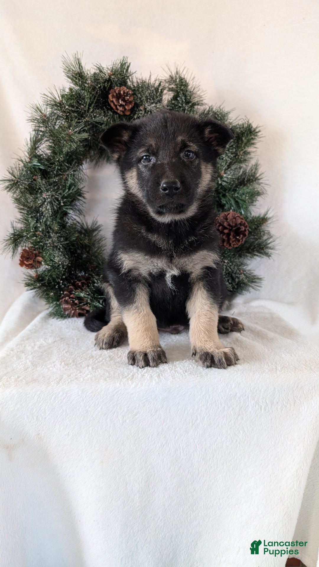 German Shepherd dogs for sale: Tommy  - Ad 2