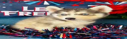 Siberian Husky dogs for sale: Lotus - Ad 3