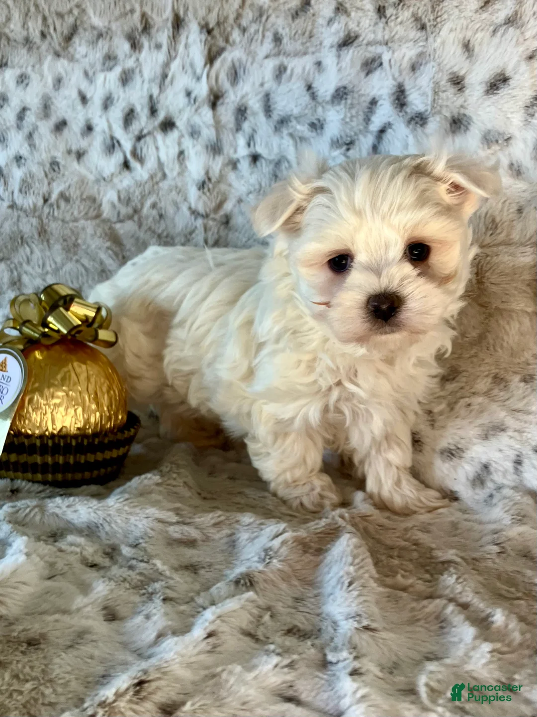 Maltese dogs for sale: Milo - Ad 5