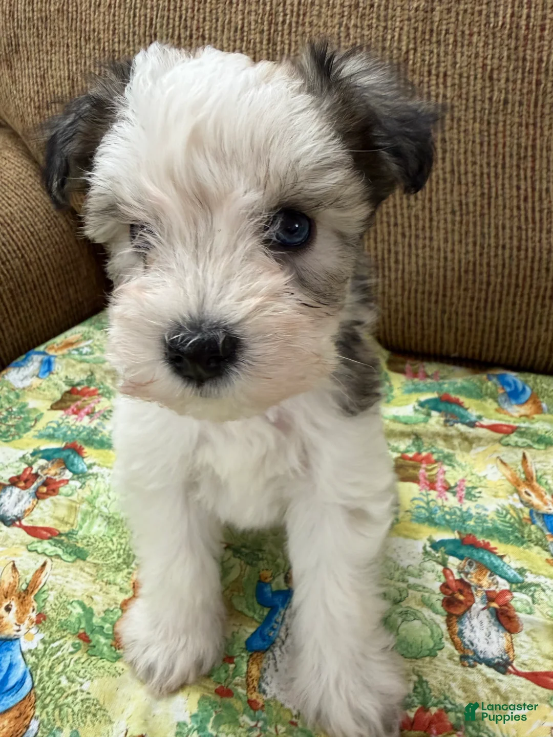 Miniature Schnauzer dogs for sale: Judy - Ad 2