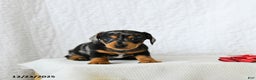 Miniature Dachshund dogs for sale: Spotty - Ad 3