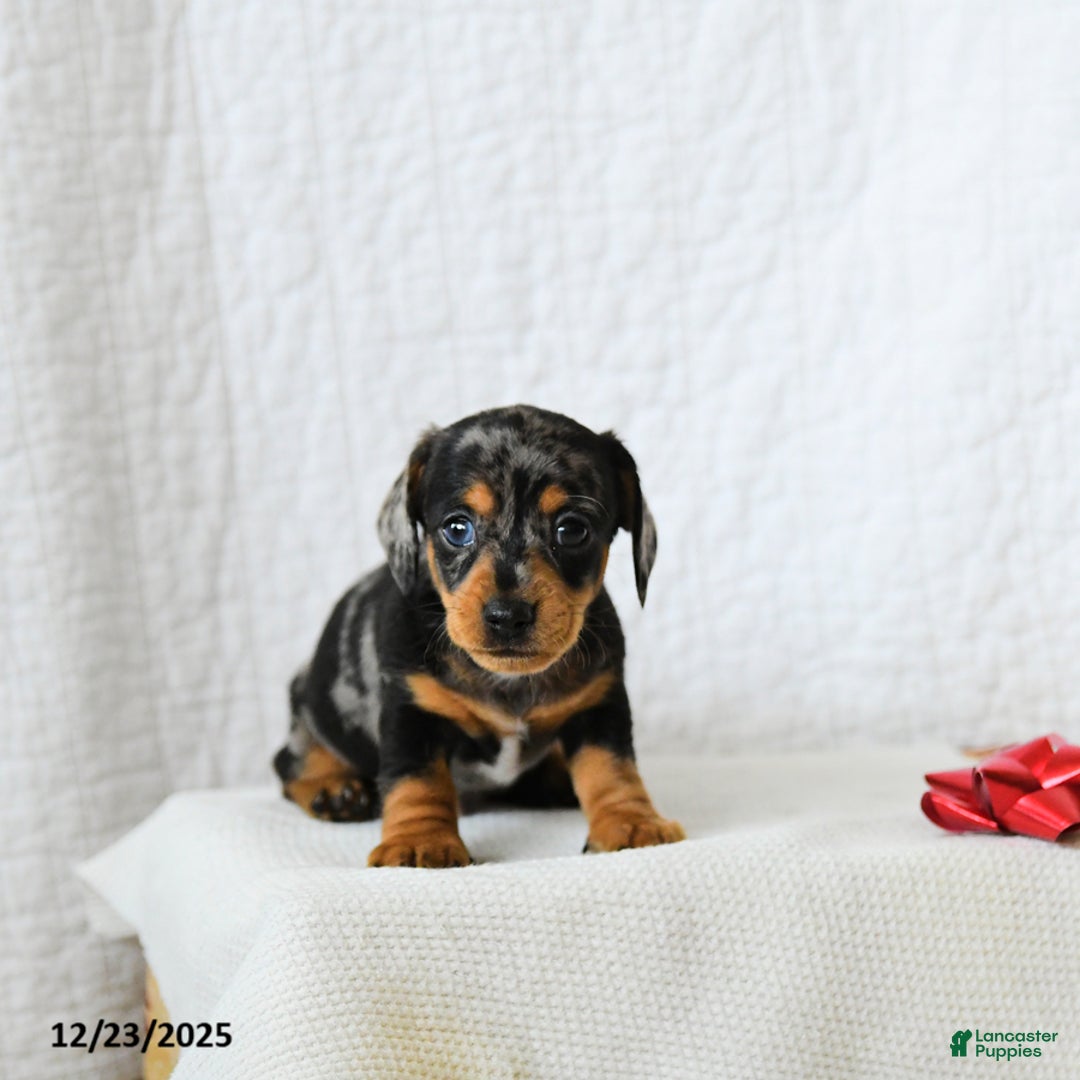 Miniature Dachshund dogs for sale: Spotty - Ad 3