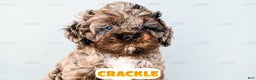Cockapoo dogs for sale: Crackle - Ad 15