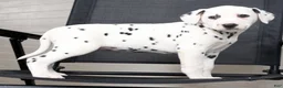 Dalmatian dogs for sale: Ollie - Ad 5