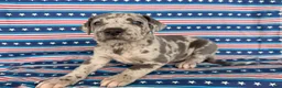 Great Dane dogs for sale: Petunia Great Dane  - Ad 3