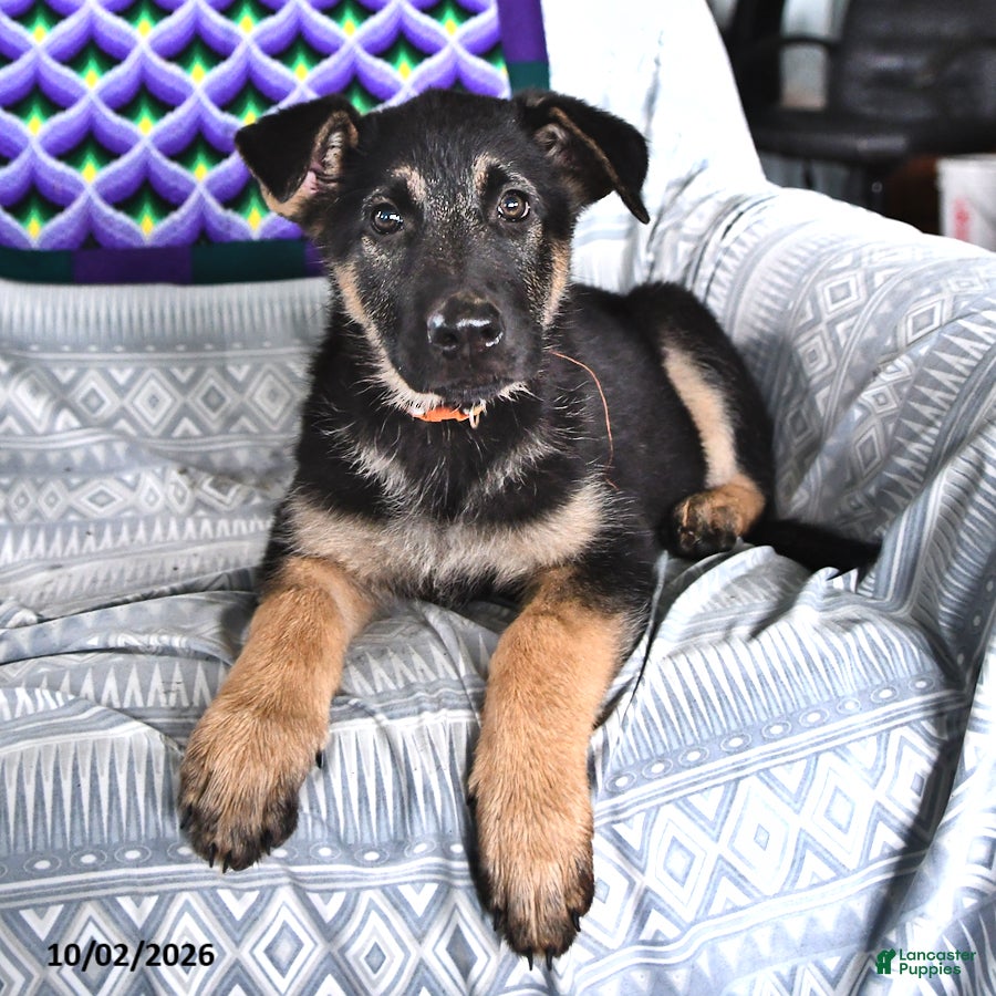 German Shepherd dogs Taylor - Ad 1
