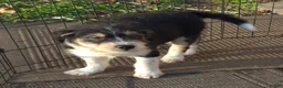 Mini Bernedoodle dogs for sale: Mini Bernedoodle Puppy 1 - Ad 5