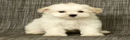 Maltese dogs for sale: Betsy - Ad 8