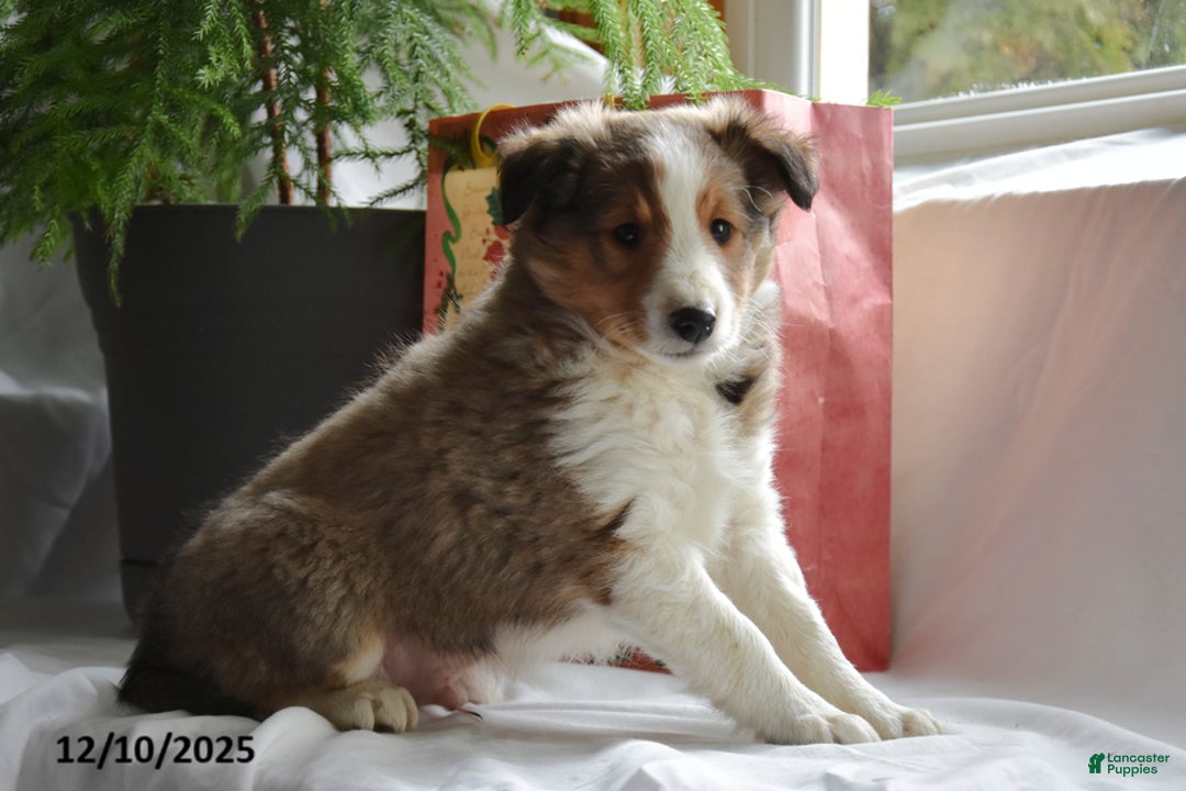 Shetland Sheepdog dogs for sale: Tyson - Ad 3