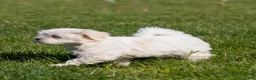 Maltese dogs for sale: Millie Maltese Puppy  - Ad 7