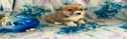 Welsh Corgi Pembroke dogs for sale: Kaden  - Ad 4