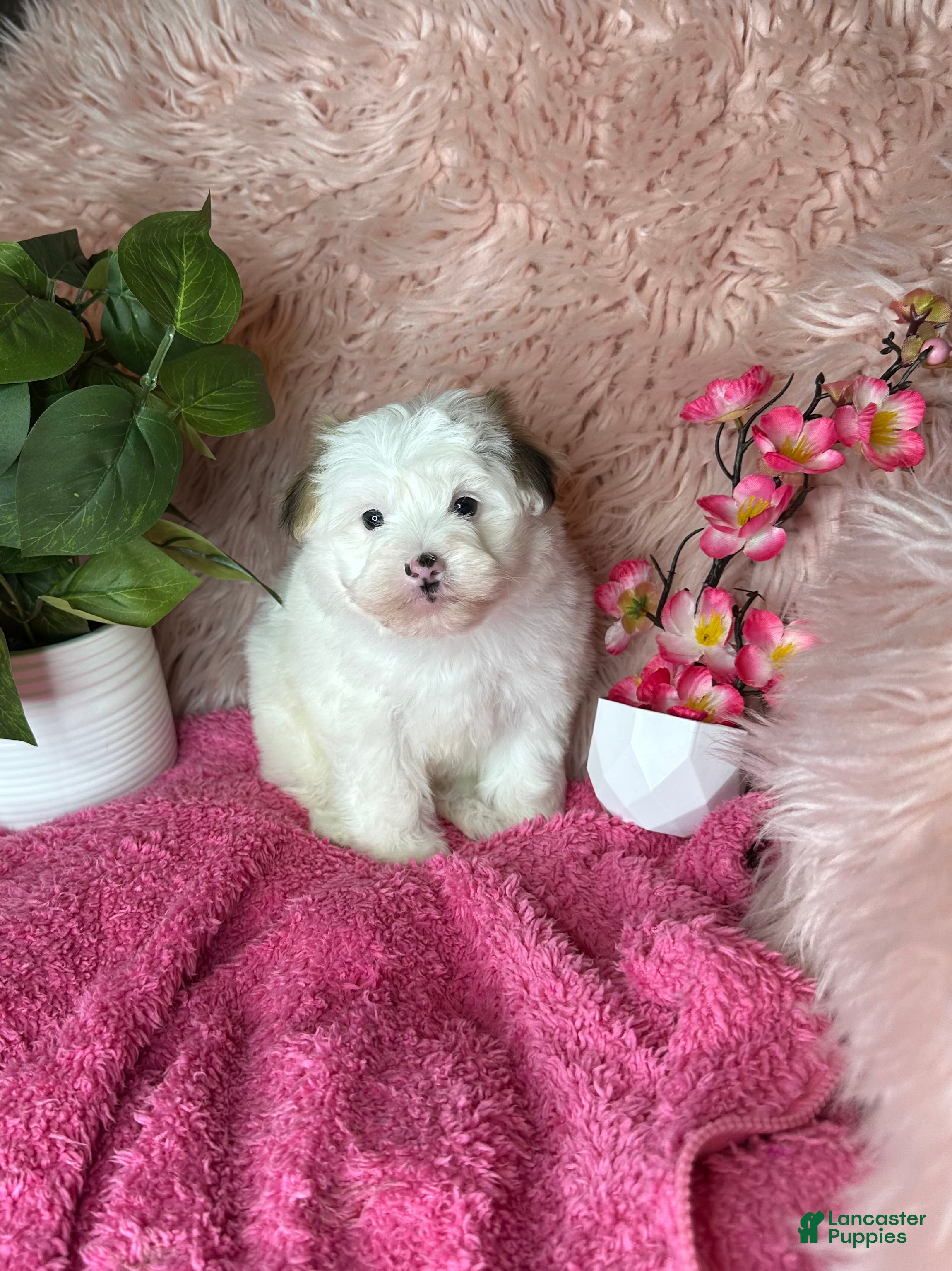 Morkie dogs for sale: Sissy - Ad 1