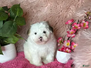 Morkie dogs Sissy - Ad 40