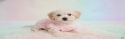 Maltipoo dogs for sale: Female - Ad 1