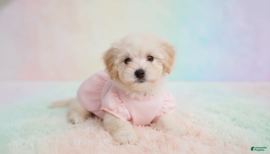 Maltipoo dogs for sale: Female - Ad 1