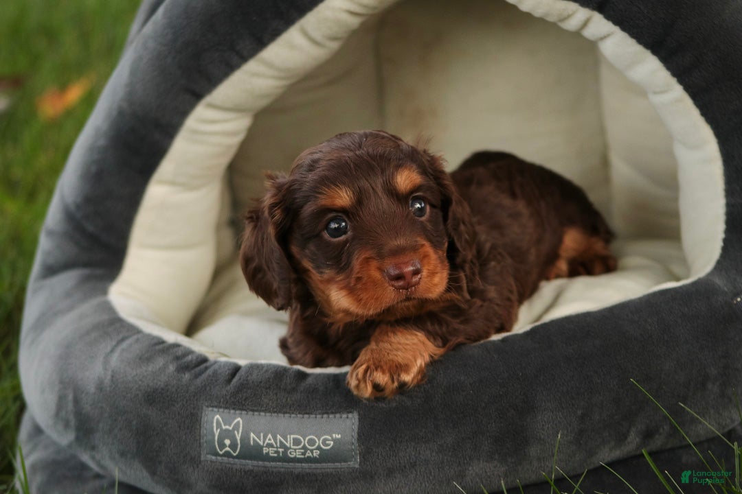 Miniature Dachshund dogs Barnaby Miniature Dachshund  - Ad 2
