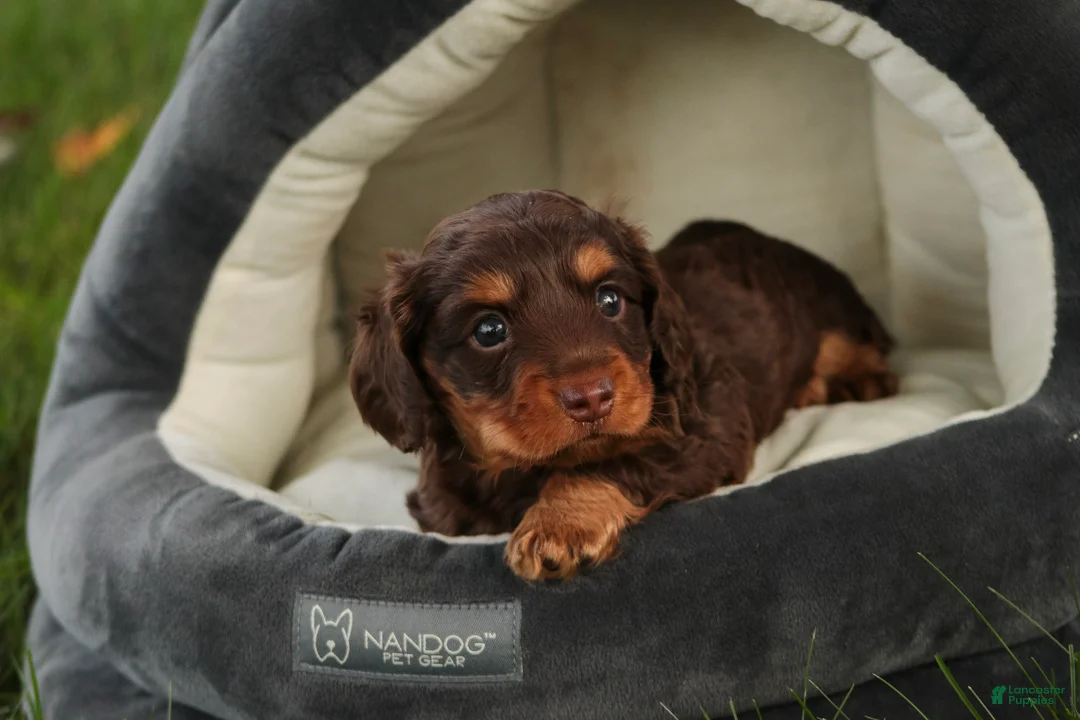 Miniature Dachshund dogs for sale: Barnaby Miniature Dachshund  - Ad 2