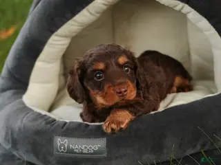 Miniature Dachshund dogs Barnaby Miniature Dachshund - Ad 2