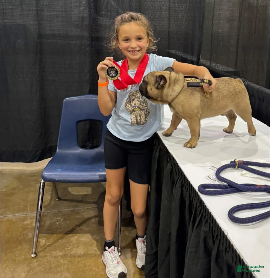 French Bulldog dogs for sale: Hinge - Ad 2