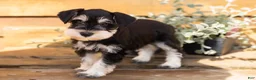 Miniature Schnauzer dogs for sale: Mason  - Ad 4