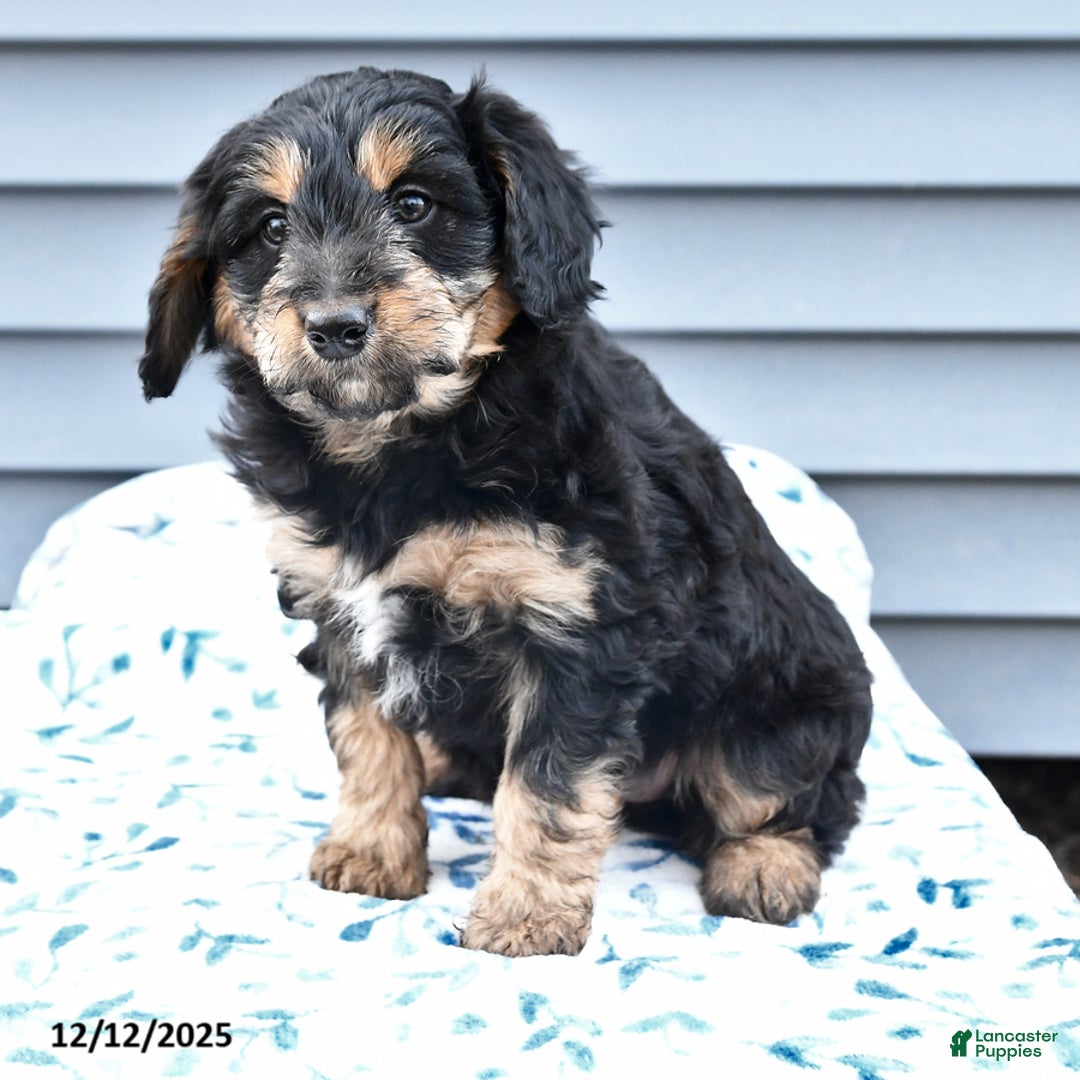 Mixed Breed dogs for sale: Angel - Ad 4