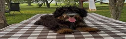 Mini Bernedoodle dogs for sale: Raphael - Ad 3