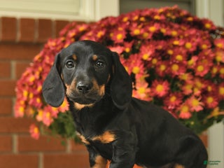 Miniature Dachshund dogs Major - Ad 37