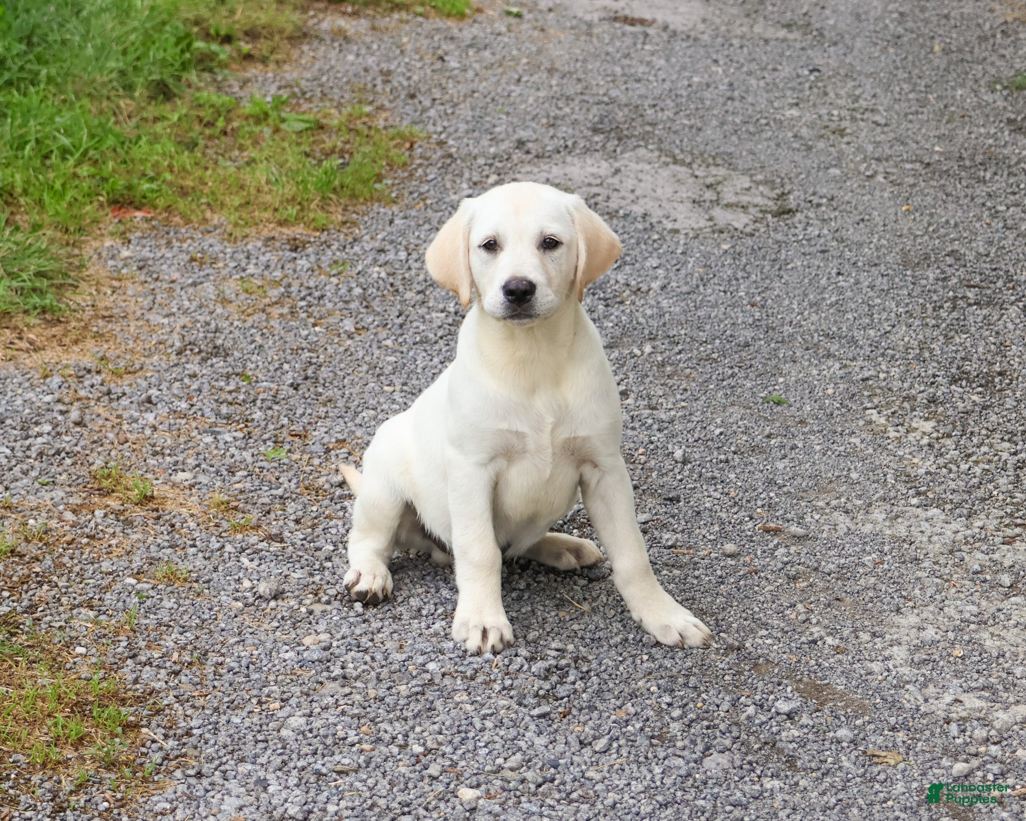 Labrador Retriever dogs Phineas  - Ad 3