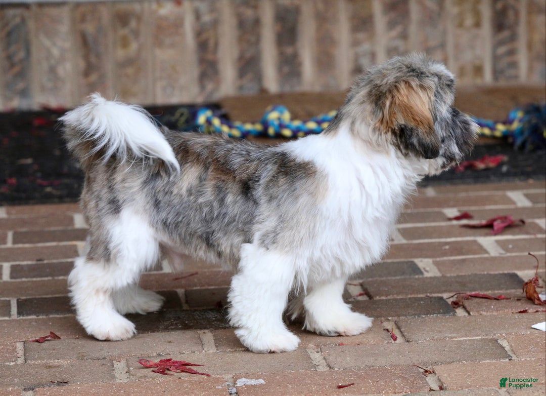 Shih Tzu dogs for sale: Snickers (Neutered) - Ad 21