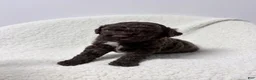 Lagotto Romagnolo dogs for sale: Cello - Ad 4