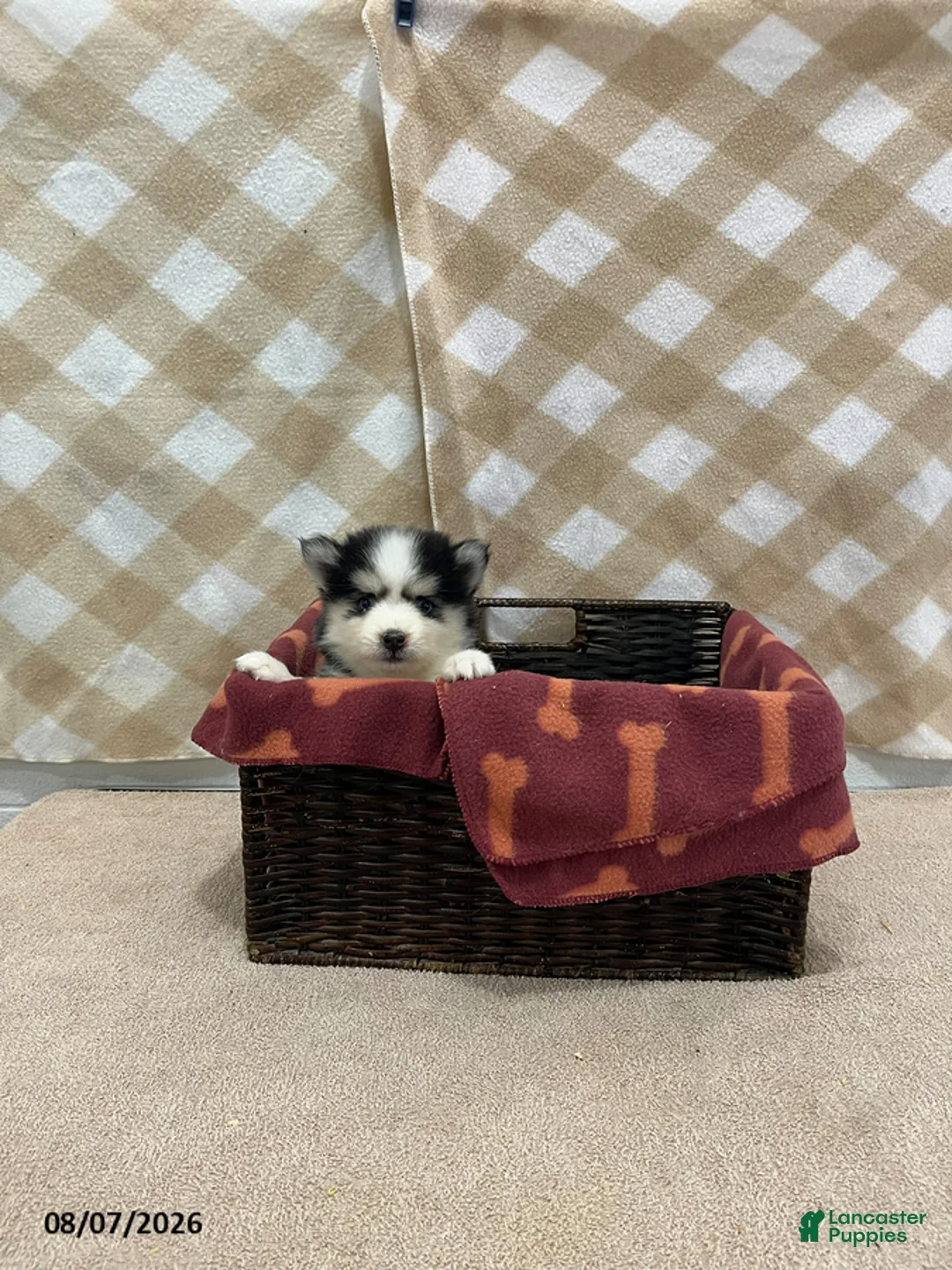 Pomsky dogs for sale: Prime - Ad 3