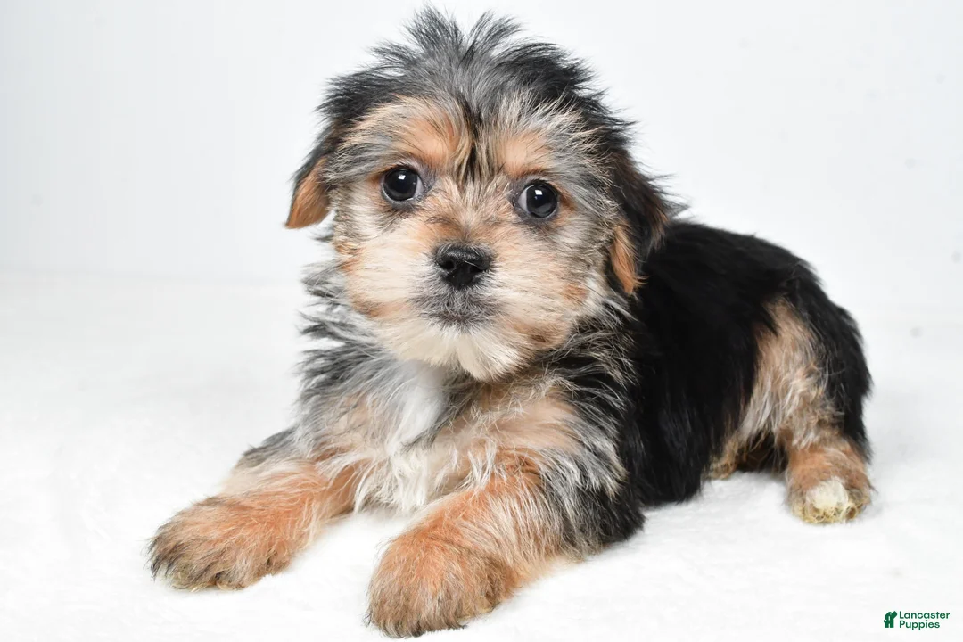 Morkie dogs for sale: Remi - Ad 5