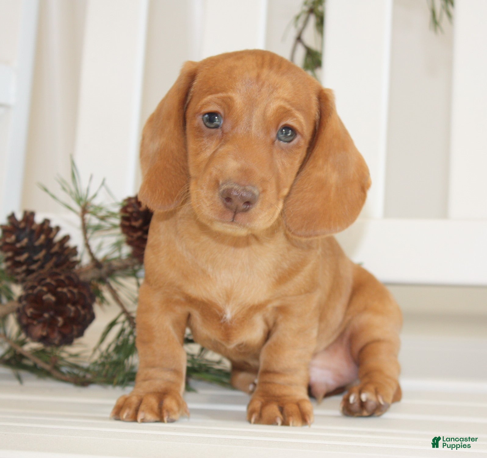 Miniature Dachshund dogs Bennett - Ad 7
