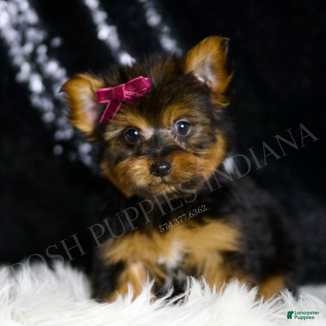 Yorkshire Terrier dogs Claret - Ad 25