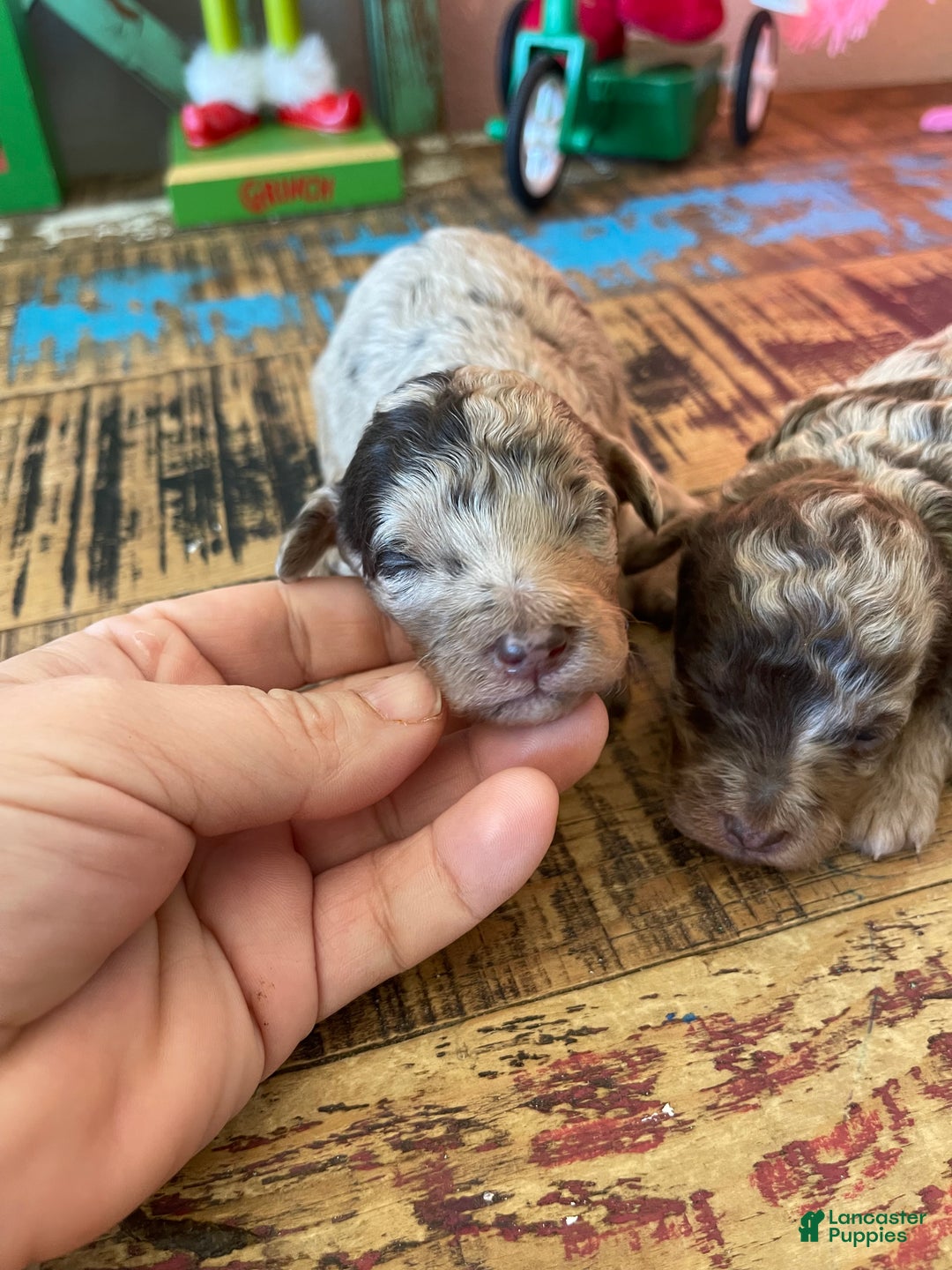 Miniature Poodle dogs for sale: Akc Chocolate Merle Phantom boy 2 - Ad 15