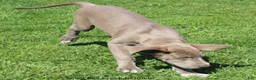 Great Dane dogs for sale: Great Dane Puppy 2 - Ad 7