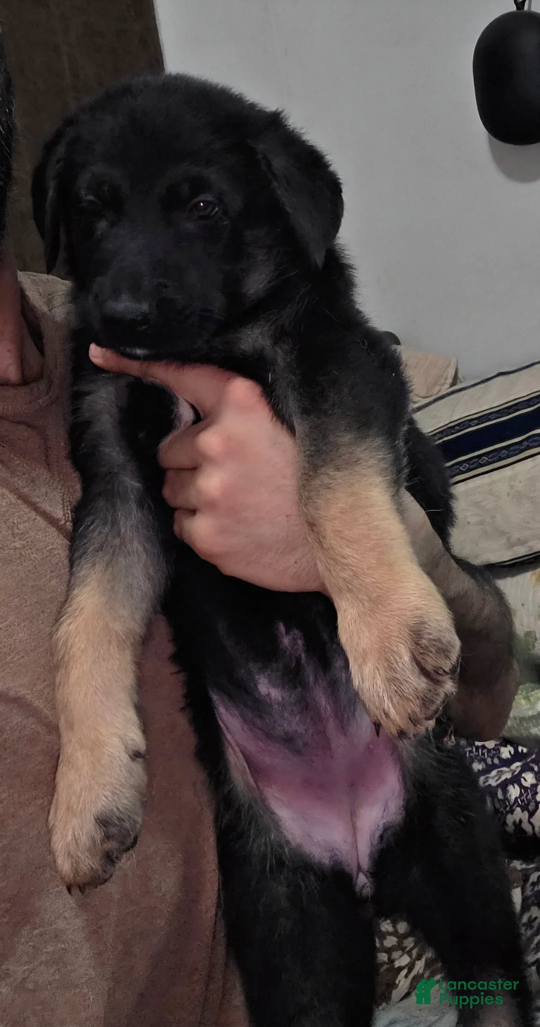 German Shepherd dogs for sale: Luna (8) - Ad 4