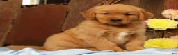 Golden Retriever dogs for sale: Hosea - Ad 3