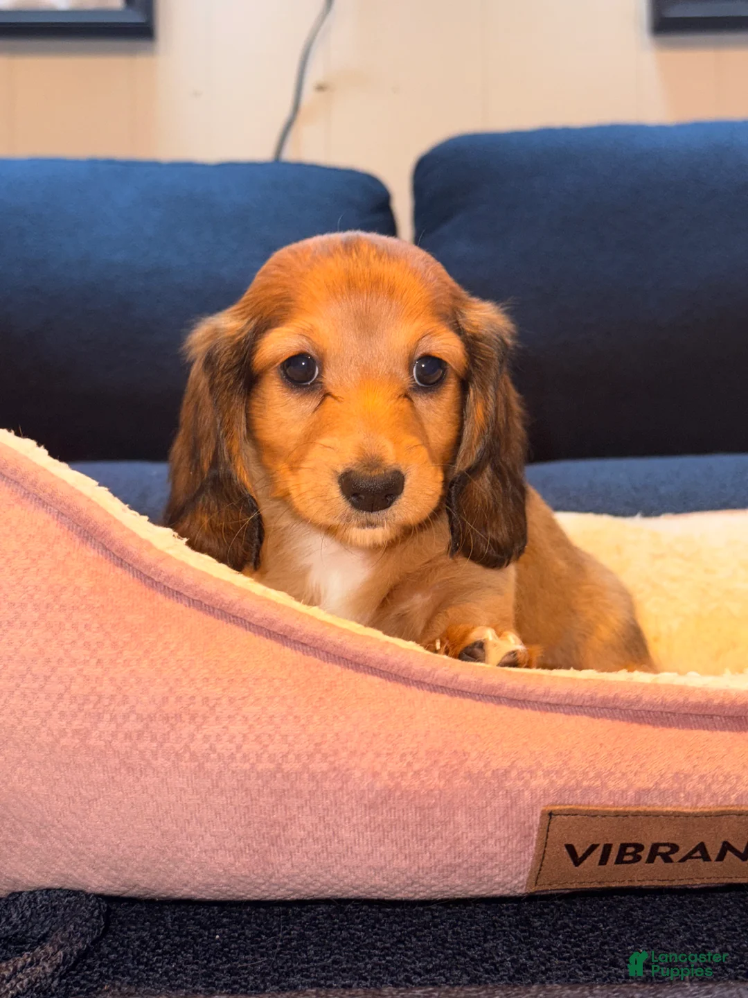 Miniature Dachshund dogs for sale: Willy - Ad 3