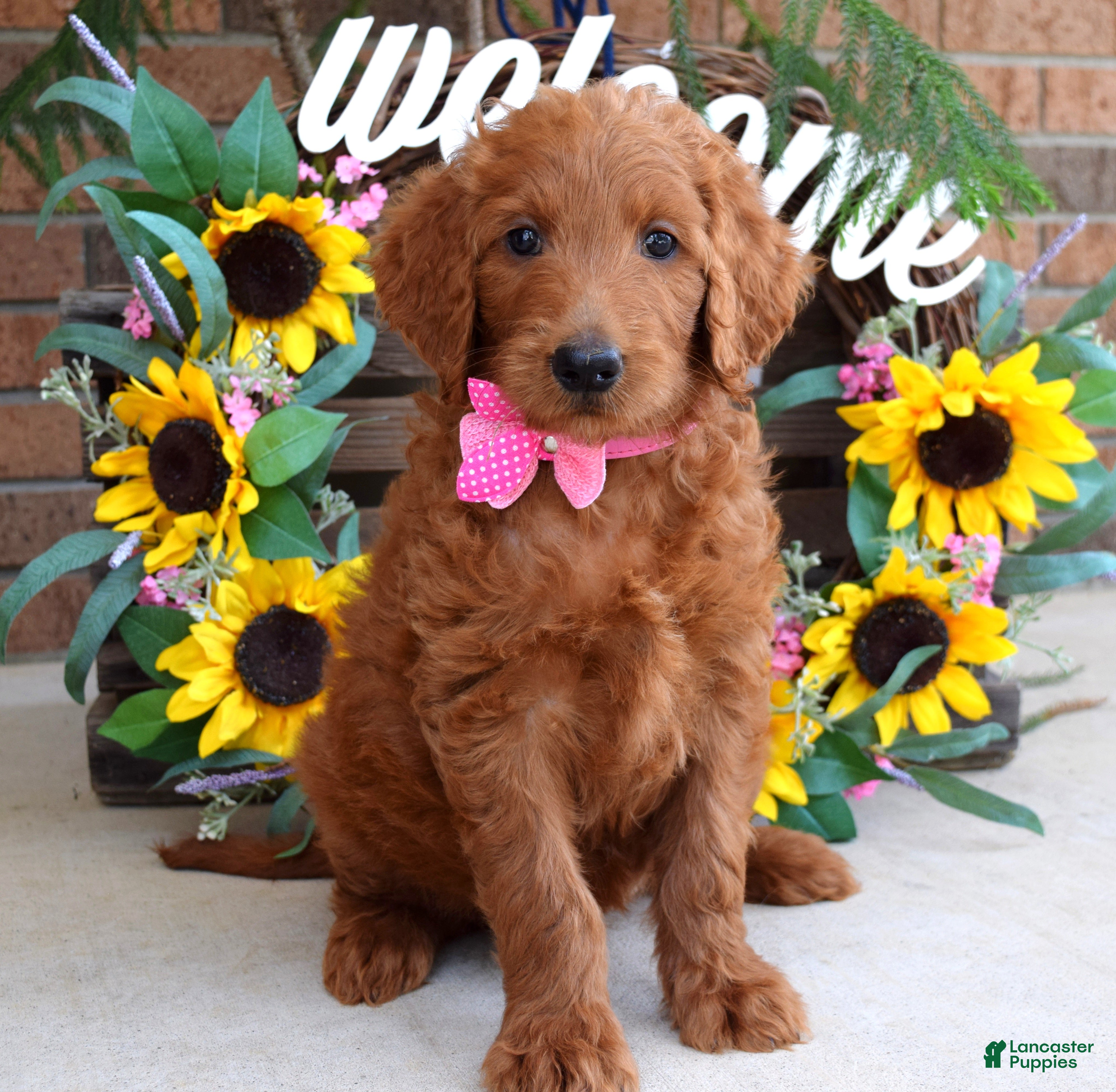 Goldendoodle dogs Riley - Ad 1