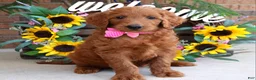 Goldendoodle dogs for sale: Riley - Ad 1