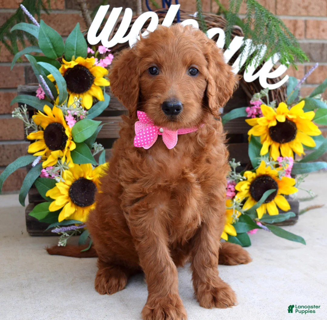 Goldendoodle dogs for sale: Riley - Ad 1