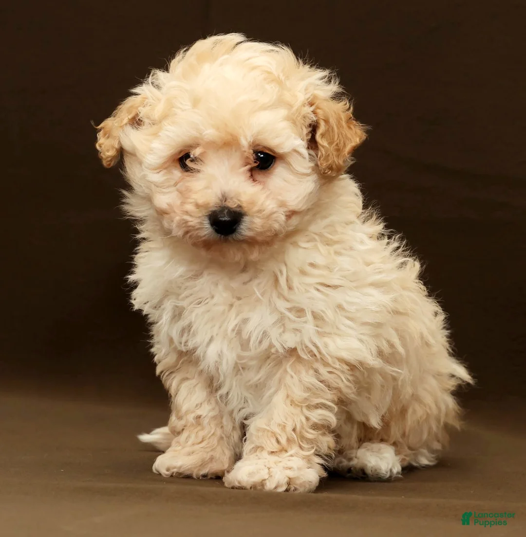 Bichpoo dogs for sale: Baxter - Ad 2
