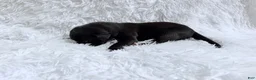 Great Dane dogs for sale: Bourbon - Ad 7