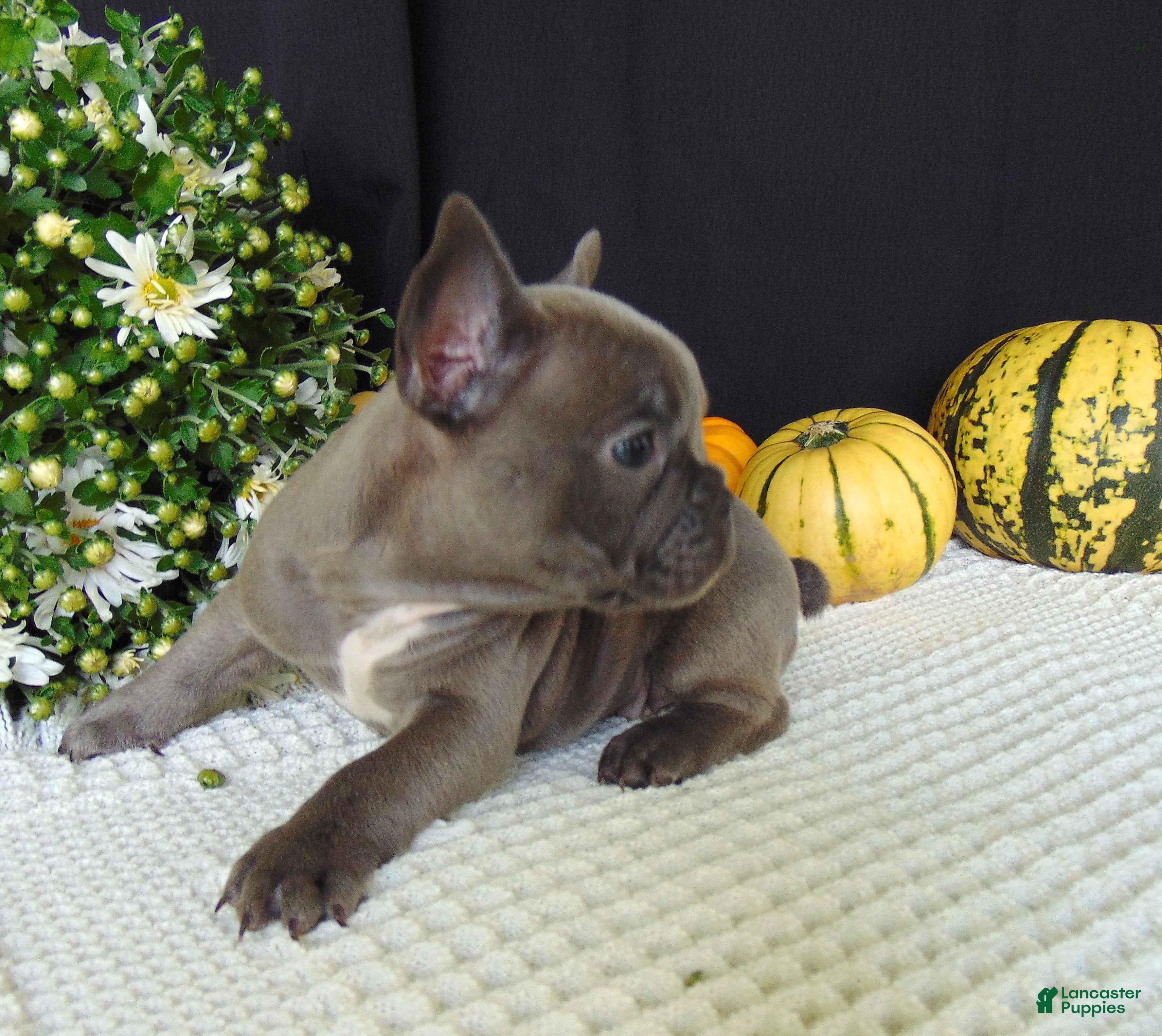 French Bulldog dogs Millie - Ad 2