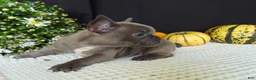 French Bulldog dogs for sale: Millie - Ad 2