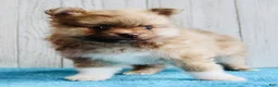 Pomeranian dogs for sale: Apollo - Ad 8