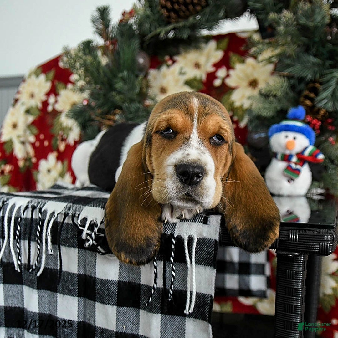 Basset Hound dogs for sale: Flash - Ad 3